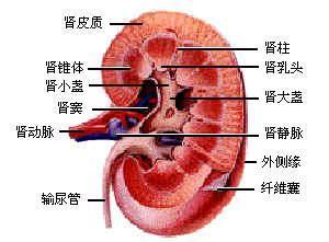 胰腺癌容易发生在老年人身上，其中大多数发生在60岁以上的人群中