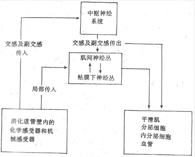 此外卵巢功能、激素代谢均受高级神经中枢的控制调节